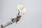 Human like Robot holding super realistic single daisy flower, on white background. AI generate
