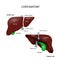 Human liver anatomy