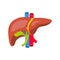 Human liver. Anatomy of the human liver, gallbladder, aorta and portal vein.