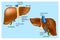 Human Liver Anatomy. The medical structure of the liver.