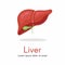 Human liver anatomy structure