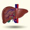 Human liver cartoon