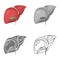 Human liver color flat, line, simple and monochrome icon set