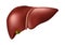 Human Liver - Human Organs Collection, realistic vector illustration