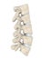 Human Lumbar Spine Anatomy Isolated
