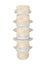 Human Lumbar Spine Anatomy Isolated