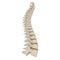 Human Lumbar Spine Anatomy on white. 3D illustration