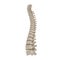 Human Lumbar Spine Anatomy on white. 3D illustration