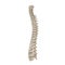 Human Lumbar Spine Anatomy on white. 3D illustration