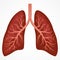 Human Lung anatomy diagram