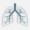 Human lung anatomy diagram. illness respiratory cancer