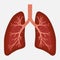 Human lung anatomy diagram. illness respiratory cancer