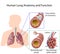 Human lung anatomy and function