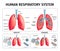 Human Lung Anatomy Infographics