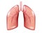 Human Lung cancer diagram isolated. Respiratory illness cancer graphics. Realistic Lung anatomy. Vector illustration