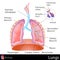 Human Lungs