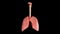 Human Lungs