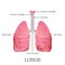 Human lungs anatomy.