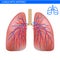 Human lungs anatomy with artery, circulatory system realistic illustration front view in detail. Lunge exercise. Right and left lu