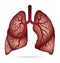 Human lungs anatomy for asthma, tuberculosis, pneumonia. Lung ca