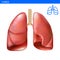 Human lungs anatomy realistic illustration front view in detail. Lunge exercise. Right and left lung with trachea. Healthy lung. R