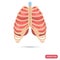 Human lungs behind the thorax color flat icon