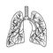 human lungs in detail. anatomy. eps10 vector stock illustration. hand drawing. out line