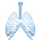 Human lungs isolated over white background