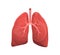 Human lungs realistic medicine flat vector illustration