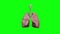 Human lungs rotate. Green screen footage