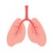 Human lungs, schematic color illustration of human lungs with vessels. Anatomical structure of human internal organs