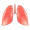 Human Lungs And Trachea Anatomy Isolated On A White Background. Realistic Vector Illustration.