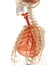 Human lungs, trachea and skeleton. Medically accurate 3D illustration