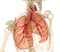 Human lungs, trachea and skeleton. Medically accurate illustration