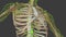 Human Lymphatic System 3d animation