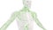 Human lymphatic system medical background