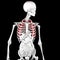 Human Male Anatomy. Skeleton and Highlighted Lungs. 3D illustration