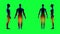 Human male female body scan. Green screen 4k footage