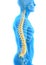 Human Male Spine Anatomy