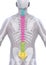 Human Male Spine Anatomy