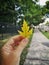 Human man woman hand holding beautiful autumn fall yellow green maple leaf. Autumnal natural seasonal beauty in nature