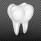 Human molar teeth realistic