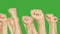 Human moving up clenched fist on meeting isolated on green background. Gestures hand fist up on green chroma key