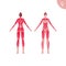Human muscle body anatomy. Vector flat color illustration. Full length anatomic female character. Woman front and back skinless