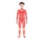 Human muscular system