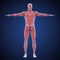 Human Muscular System Illustration