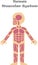 Human muscular system for kids