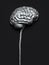 Human Nervous System Brain Clipping Path Included