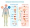 Human nervous system medical vector illustration diagram with parasympathetic and sympathetic nerves and connected inner organs.