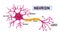 Human Neurons Scheme Infographics Dendrite, Cell Body, Axon and Nucleus with Synaptic Terminals Scientific Infographic